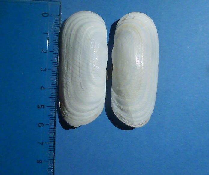 Solecurtus candidus?